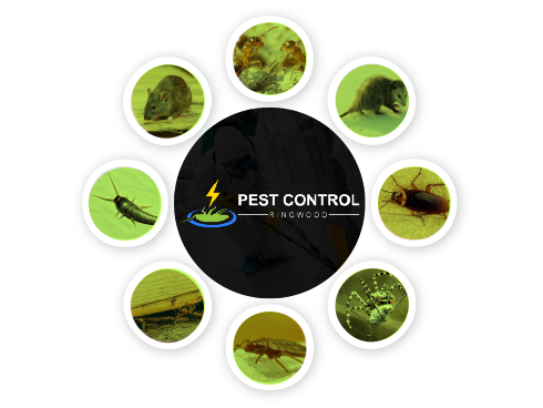 Pest Control Ringwood